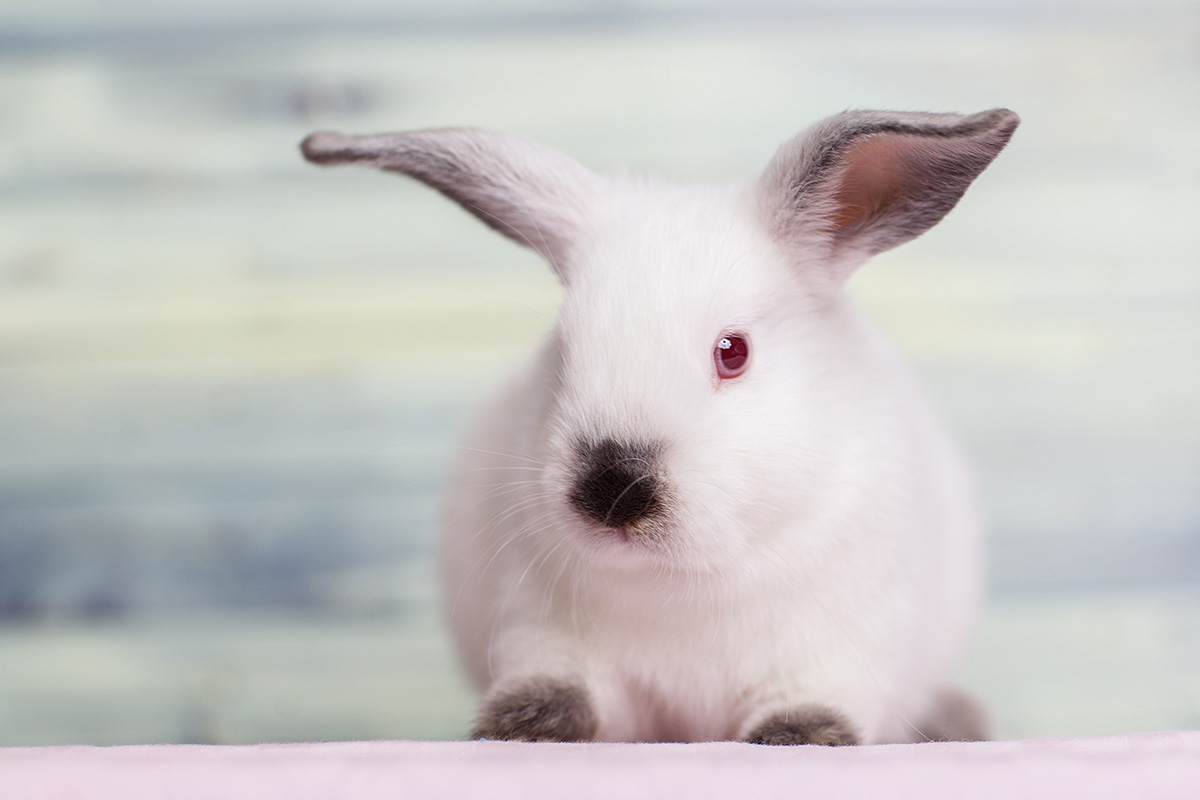 Adorable little bunny rabbit