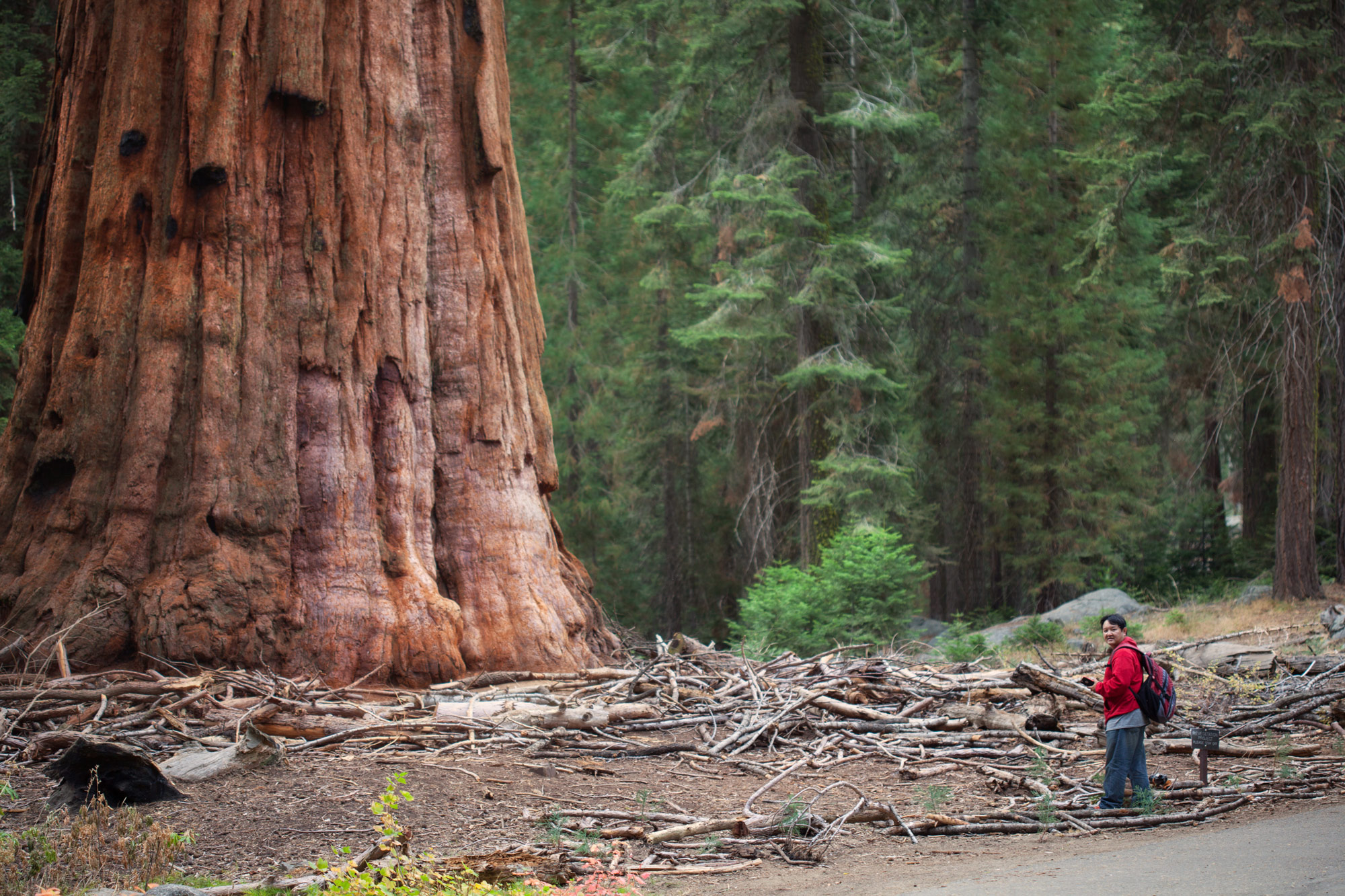 Sequoia National Park, California