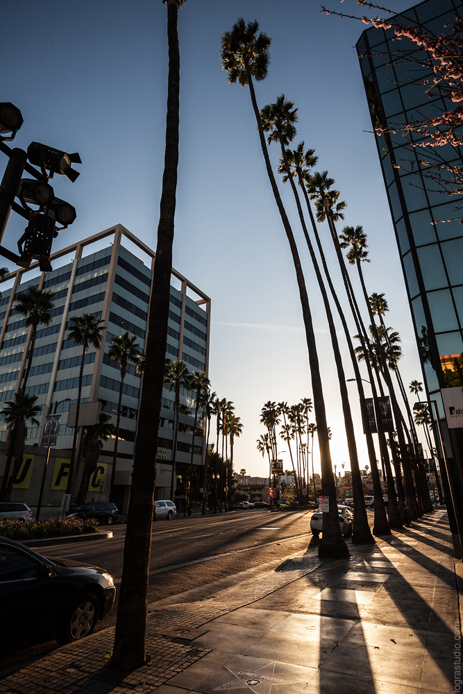 Palms on Hollywood boulevard, Los Angeles, California